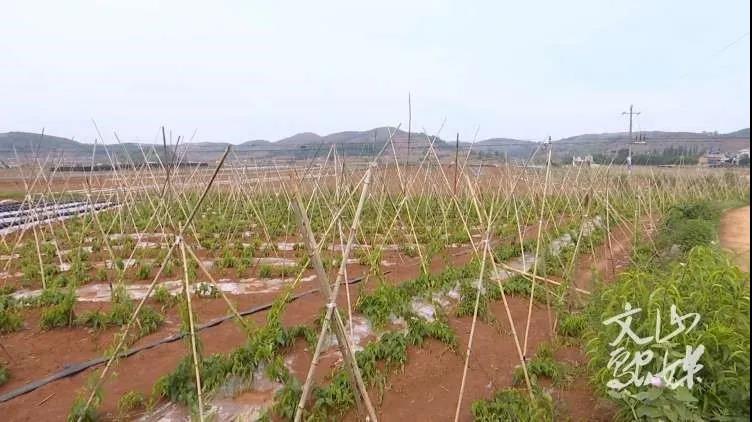 TG反波胆·(中国区)官方网站